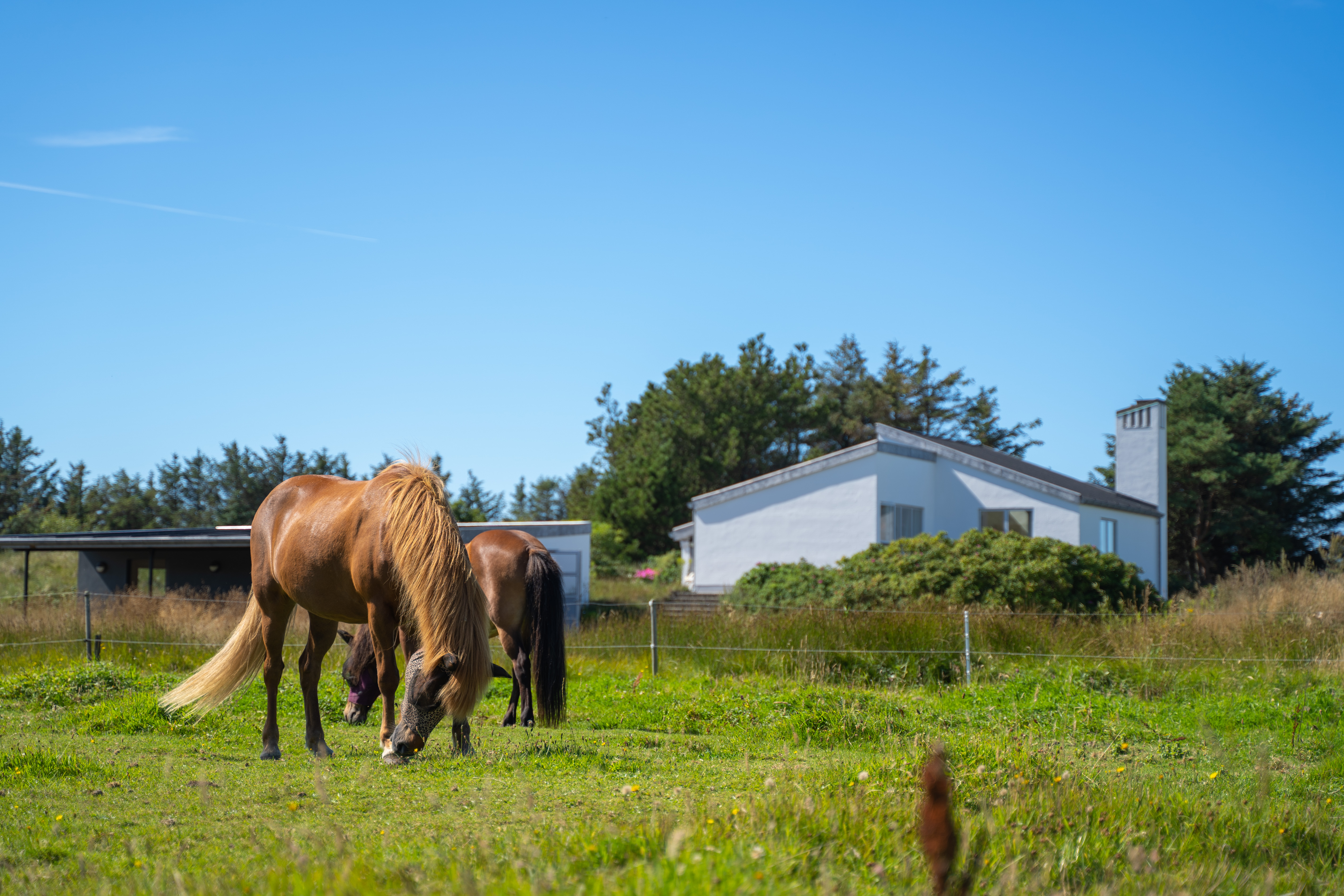 Heste græsser nær ejendommen på naturgrunden