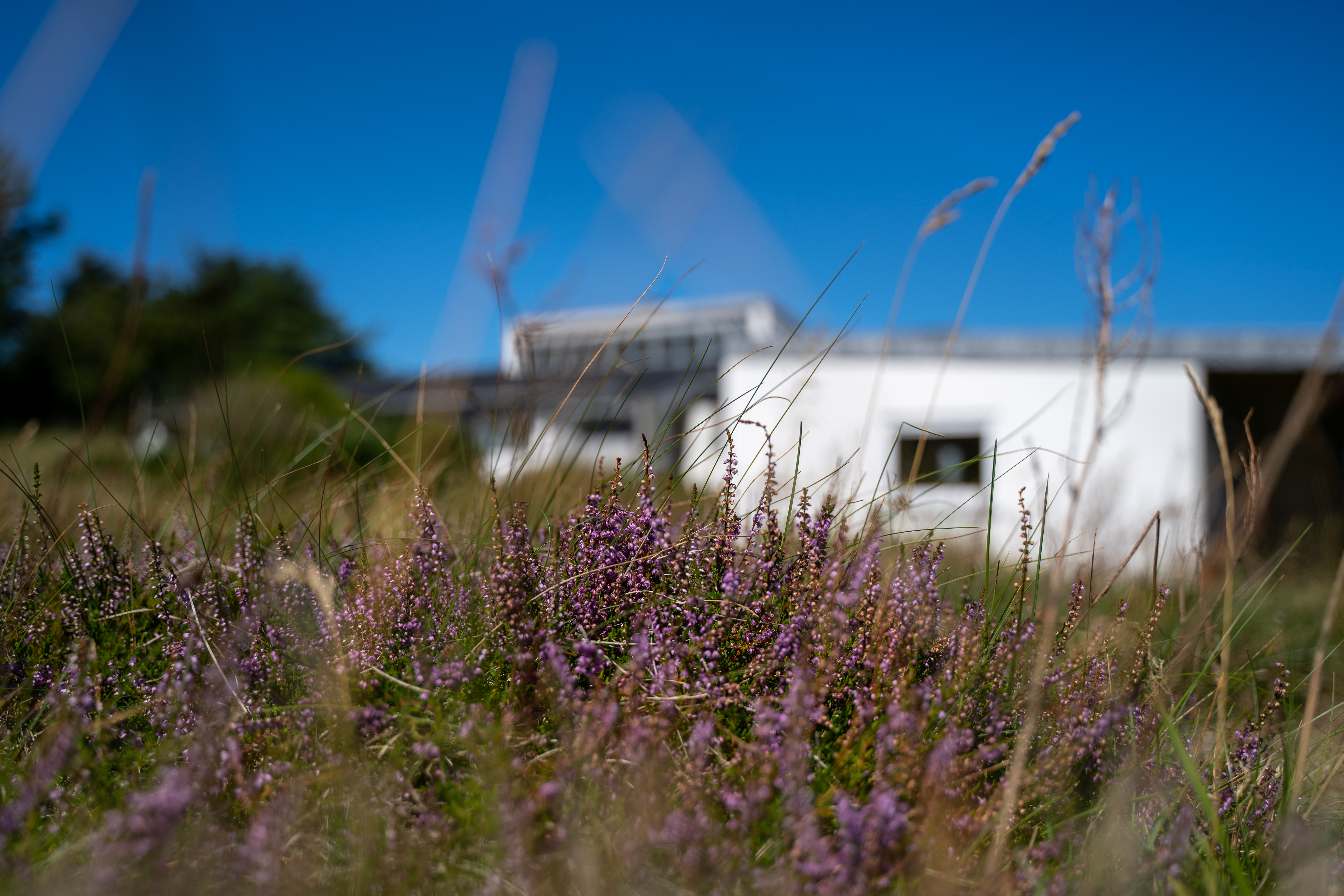 Lila lykkekaktus på naturgrunden med huset i baggrunden